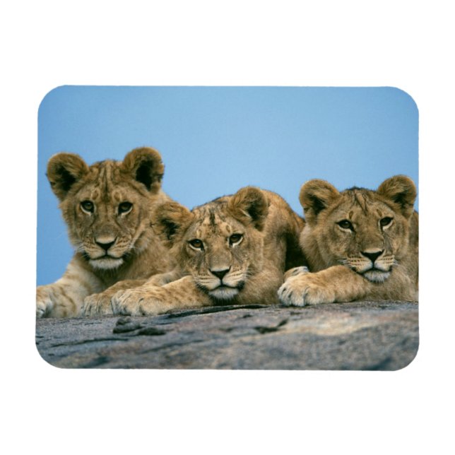 Imán Mimán Cubs Lion (Horizontal)