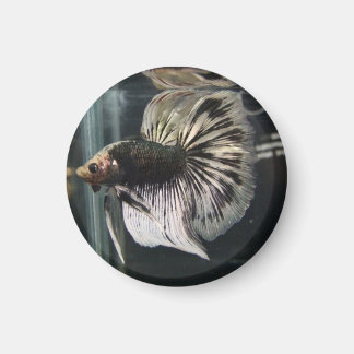 Imán Mimán dálatiano negro