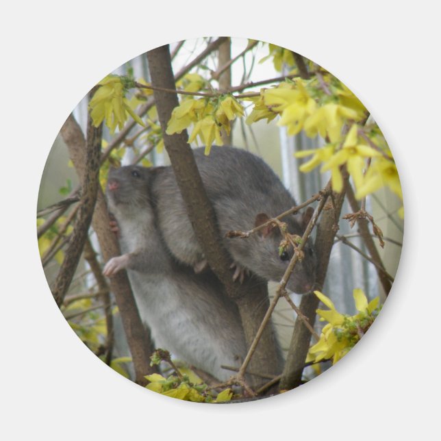 Imán Mimán de abrazos de ráfaga (Frente)