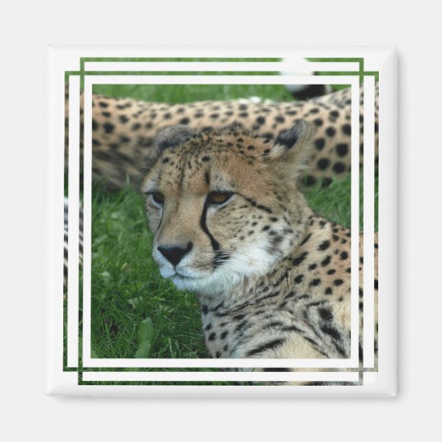 Imán Mimán de la plaza de la Cheetah (Frente)
