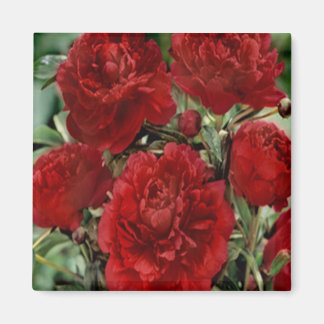 Imán Mimán de las flores de la carnación roja