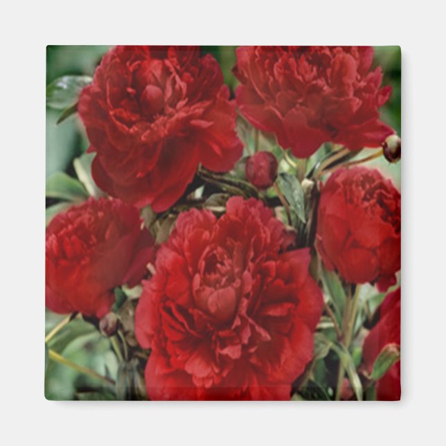Imán Mimán de las flores de la carnación roja (Frente)