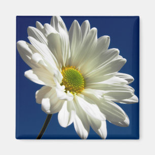 Imán Mimán de margarita cuadrada