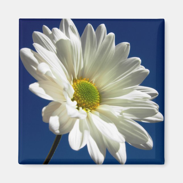 Imán Mimán de margarita cuadrada (Frente)