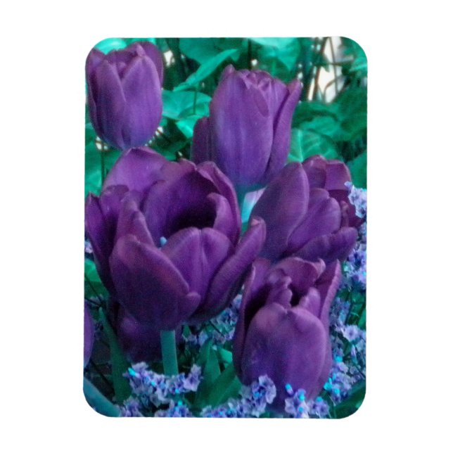 Imán Mimán de Nevera de Tulipanes Púrpura Oscuros (Vertical)