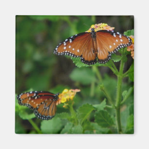 Imán Mimán de parejas de mariposas reina