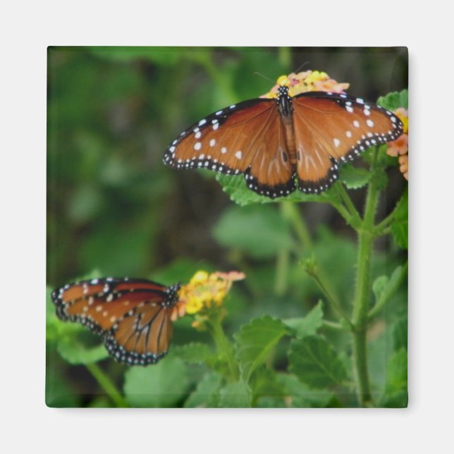 Imán Mimán de parejas de mariposas reina (Frente)