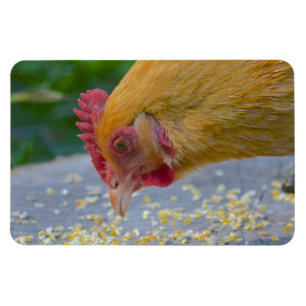 Imán Mimán de pollo