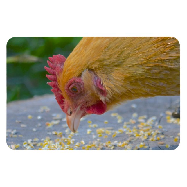 Imán Mimán de pollo (Horizontal)