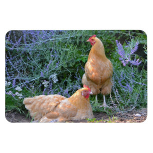 Imán Mimán de pollo