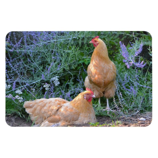 Imán Mimán de pollo (Horizontal)