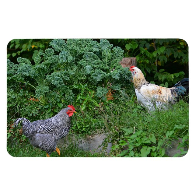 Imán Mimán de pollo (Horizontal)
