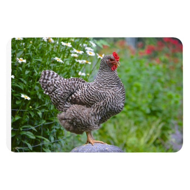 Imán Mimán de pollo (Horizontal)