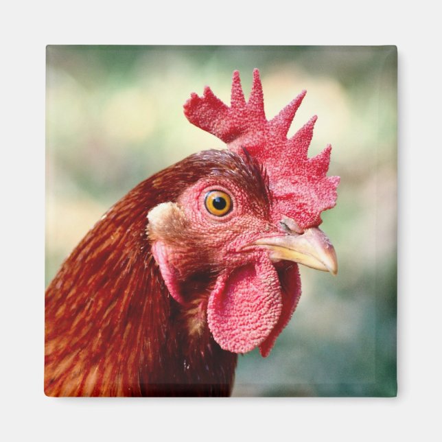 Imán Mimán de pollo (Frente)