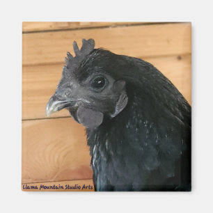 Imán Mimán de pollo #3 Rambler meridional