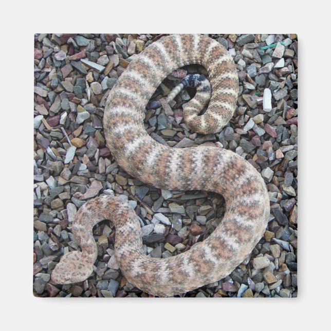 Imán Mimán de serpiente RATTLESNAKE ESPECIFICADO (Frente)