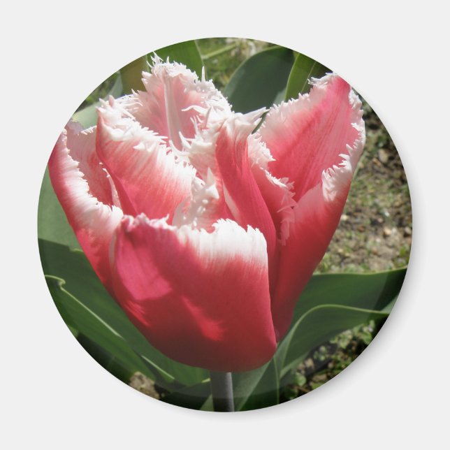 Imán Mimán de tulipanes rosados (Frente)