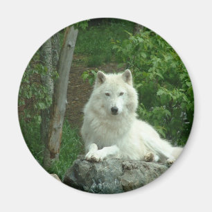 Imán Mimán del Lobo Ártico
