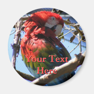 Imán Mimán Macaw