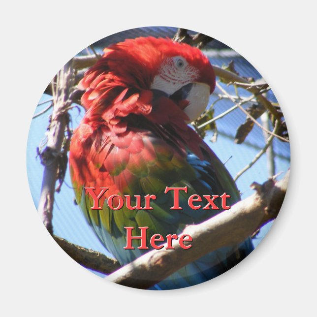 Imán Mimán Macaw (Frente)