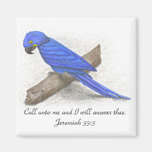 Imán Mimán Macaw