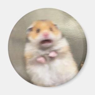 Imán Mimán meme de Hamster asustado