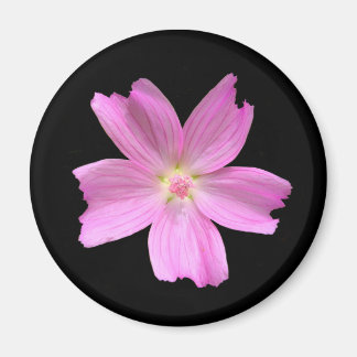 Imán Mimán Musk-mallow