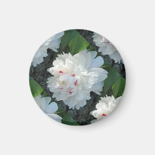 Imán Mimán Peony multivariado