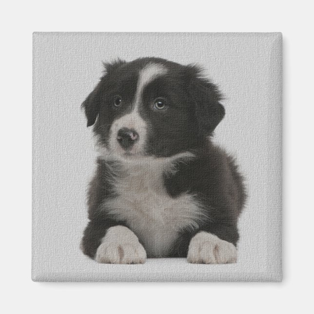 Imán Mimán Personalizado de perros de cachorro de borde (Frente)