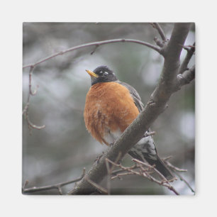 Imán Mimán Robin de primavera