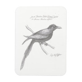 Imán Mimán Sapier Violeta del sur de Tirnishan