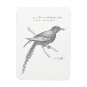 Imán Mimán Sapier Violeta del sur de Tirnishan