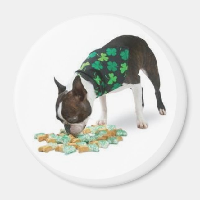 Imán Mimán Terrier de Boston el Día de San Patricio (Frente)