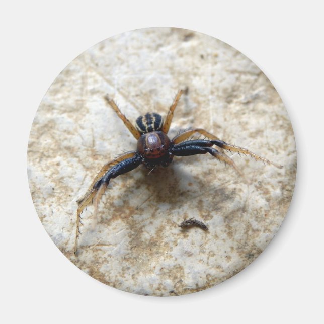 Imán Mimbre de araña de cangrejo de tierra masculina (Frente)