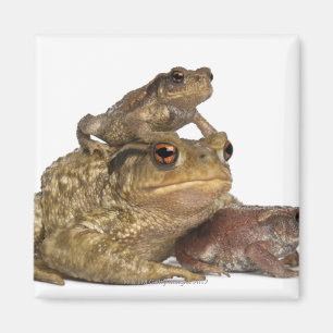 Imán mime al sapo común y a sus bebés - bufo del bufo