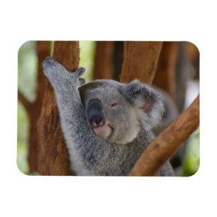 Imán mimoso de la foto de la koala