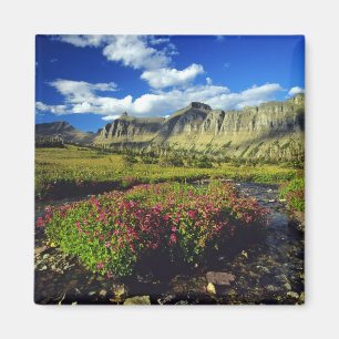 Imán Mimulus de Logan Pass en Glacier National
