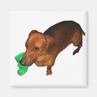 Imán Minature Dachshund