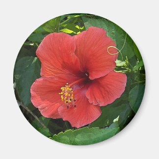 Imán Mini Art Red Hibiscus