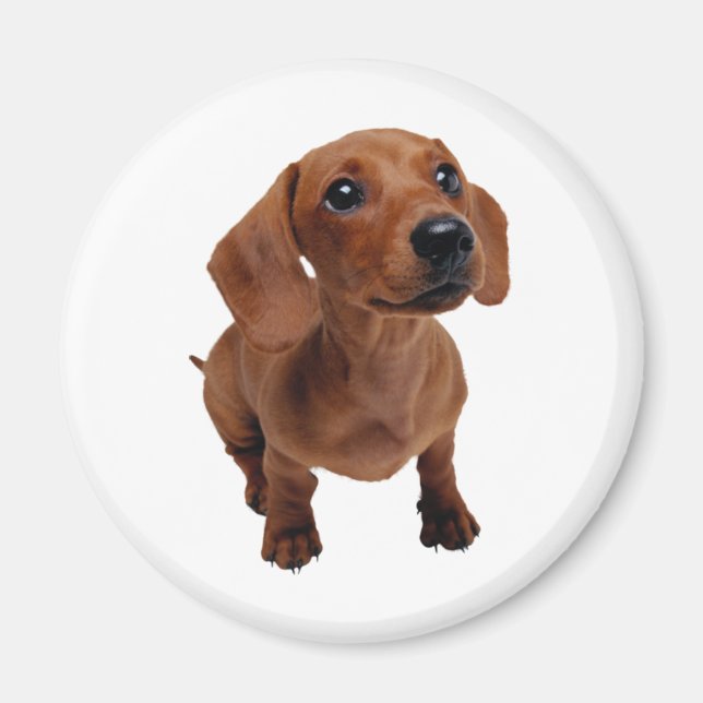 Imán Mini Dachshund Magnet (Frente)