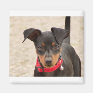 Imán mini-pinscher-negro y óxido