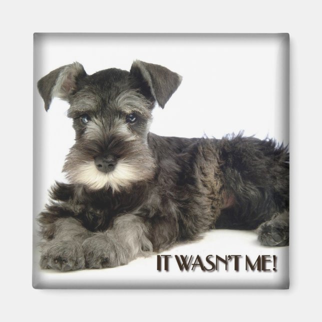 Imán Mini Schnauzer Magnet (Frente)