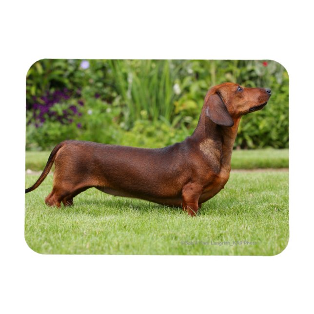 Imán Miniatura de cabello suave Dachshund (Horizontal)