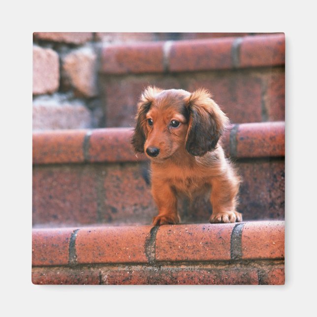 Imán Miniatura de Dachshund (Frente)