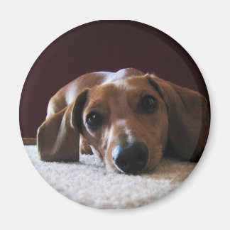 Imán Miniatura de Dachshund