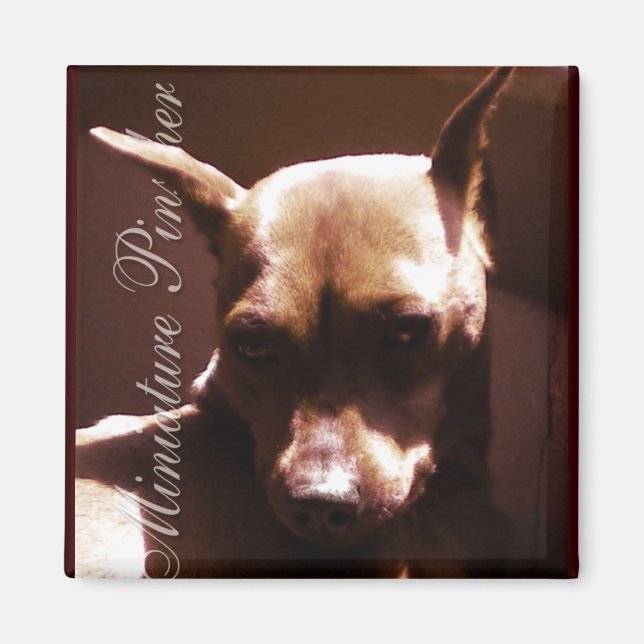 Imán Miniatura de Pinscher (Frente)