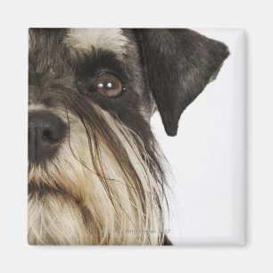 Imán Miniatura Schnauzer, toma de estudio, primer plano