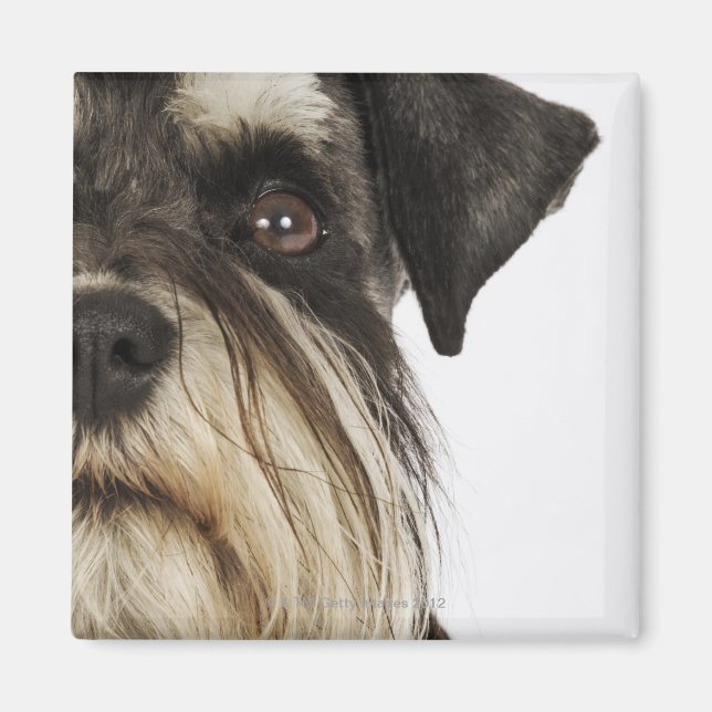 Imán Miniatura Schnauzer, toma de estudio, primer plano (Frente)