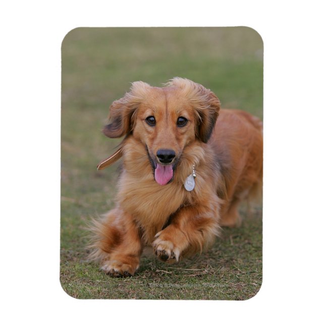 Imán Miniture Dachshund (Vertical)