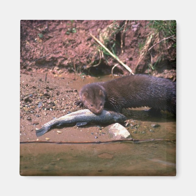 Imán Mink con peces pequeños (Frente)